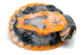 Emydura subglobosa juvenil